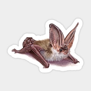 Grey long-eared bat Sticker